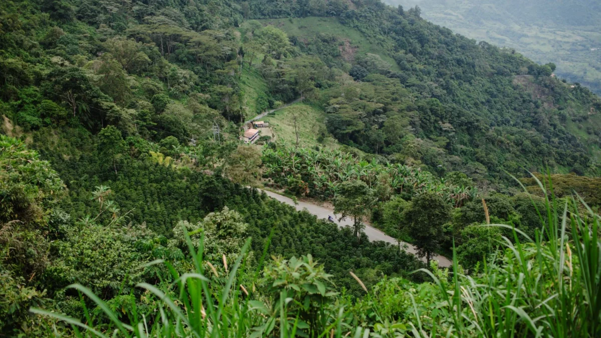 Wisata Perkebunan Kopi Terbaik untuk Liburan Seru Pecinta Kafein
