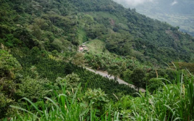 Wisata Perkebunan Kopi Terbaik untuk Liburan Seru Pecinta Kafein